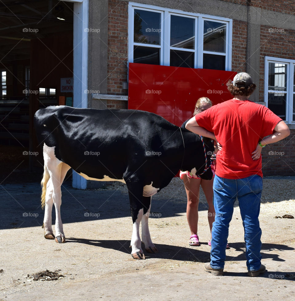 Walking a cow at the county fair