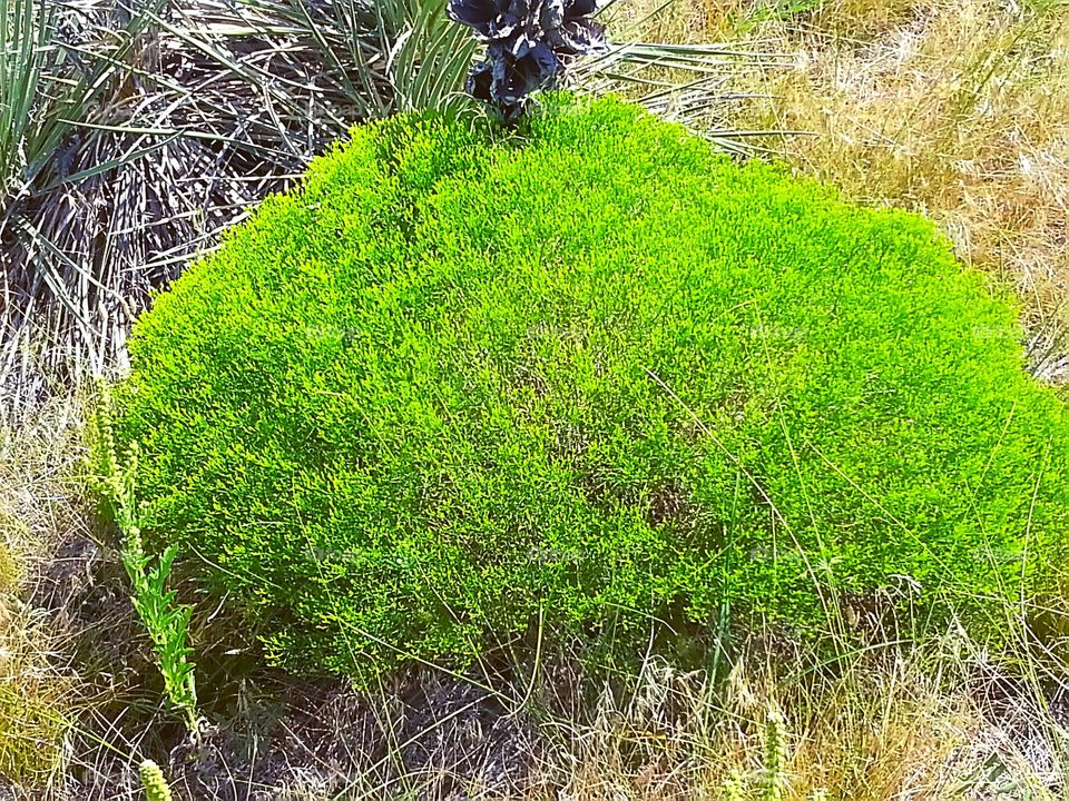 Bush. Along are hike every we're was brown then a pop of green bush it was a nice surprise 