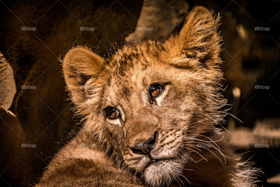 a beautful baby lion cub poseing for a portrait photo