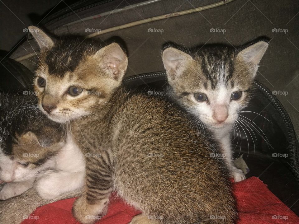 kittens