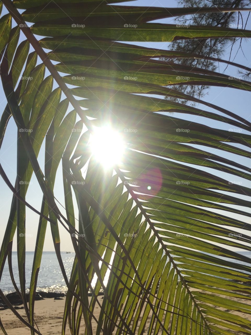 Palm & sun 