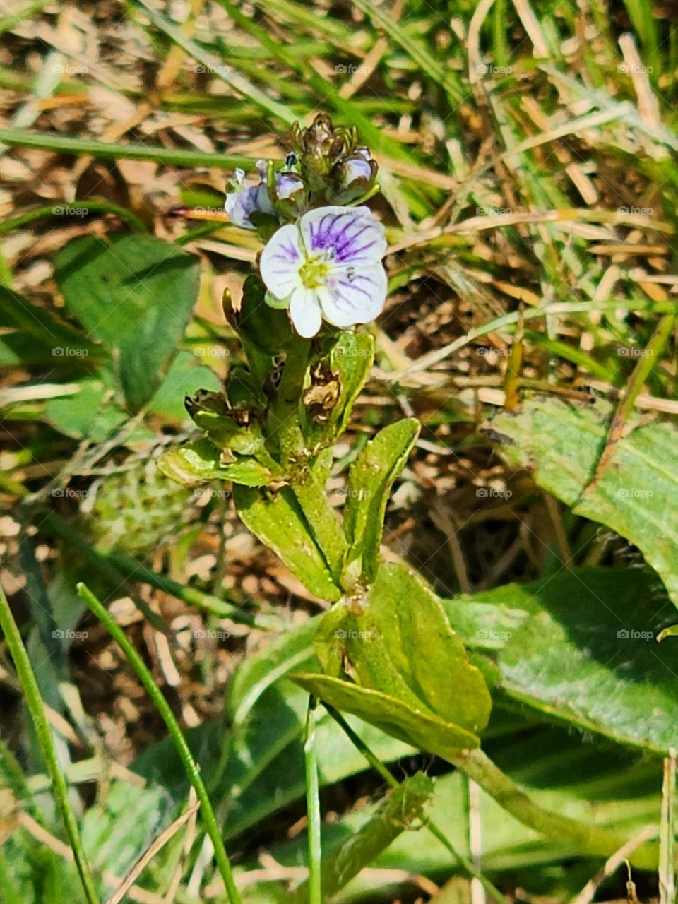 Small Flower