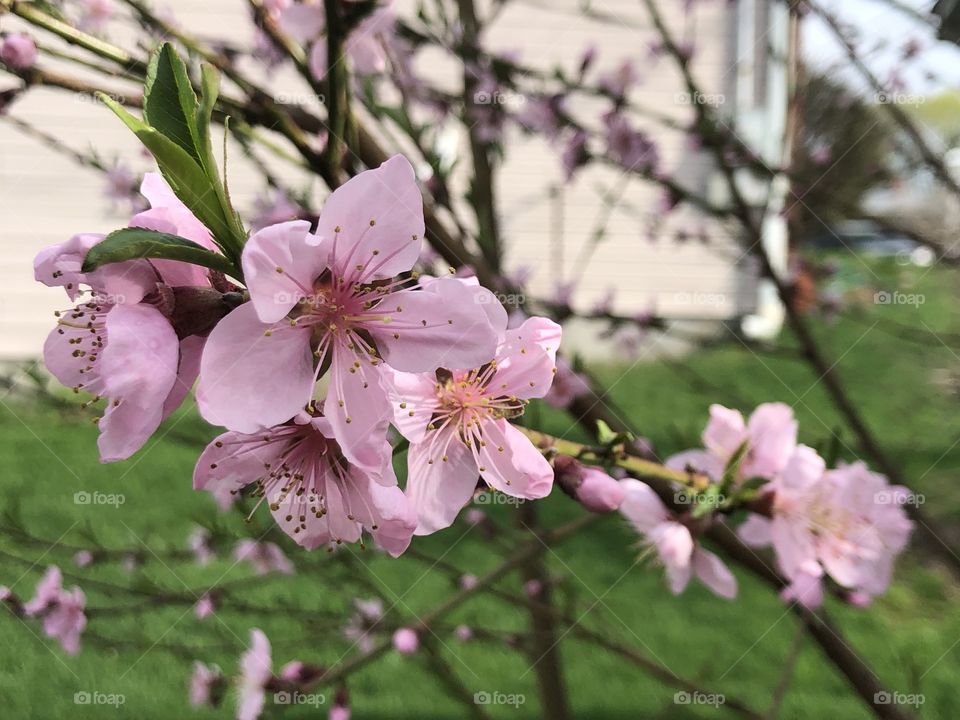 Pink peach tree flowers blooming in my backyard