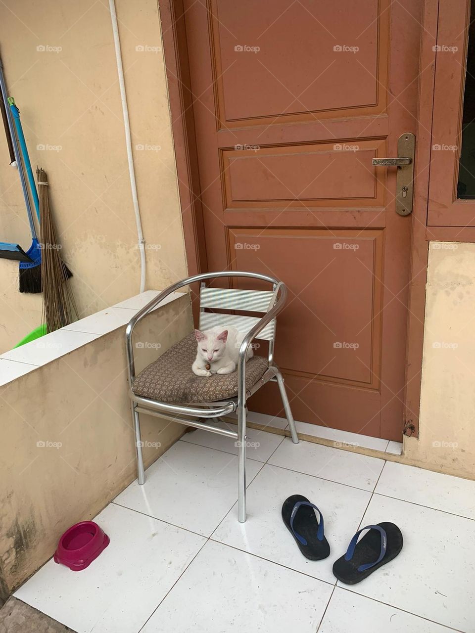 my cat is waiting for a snack