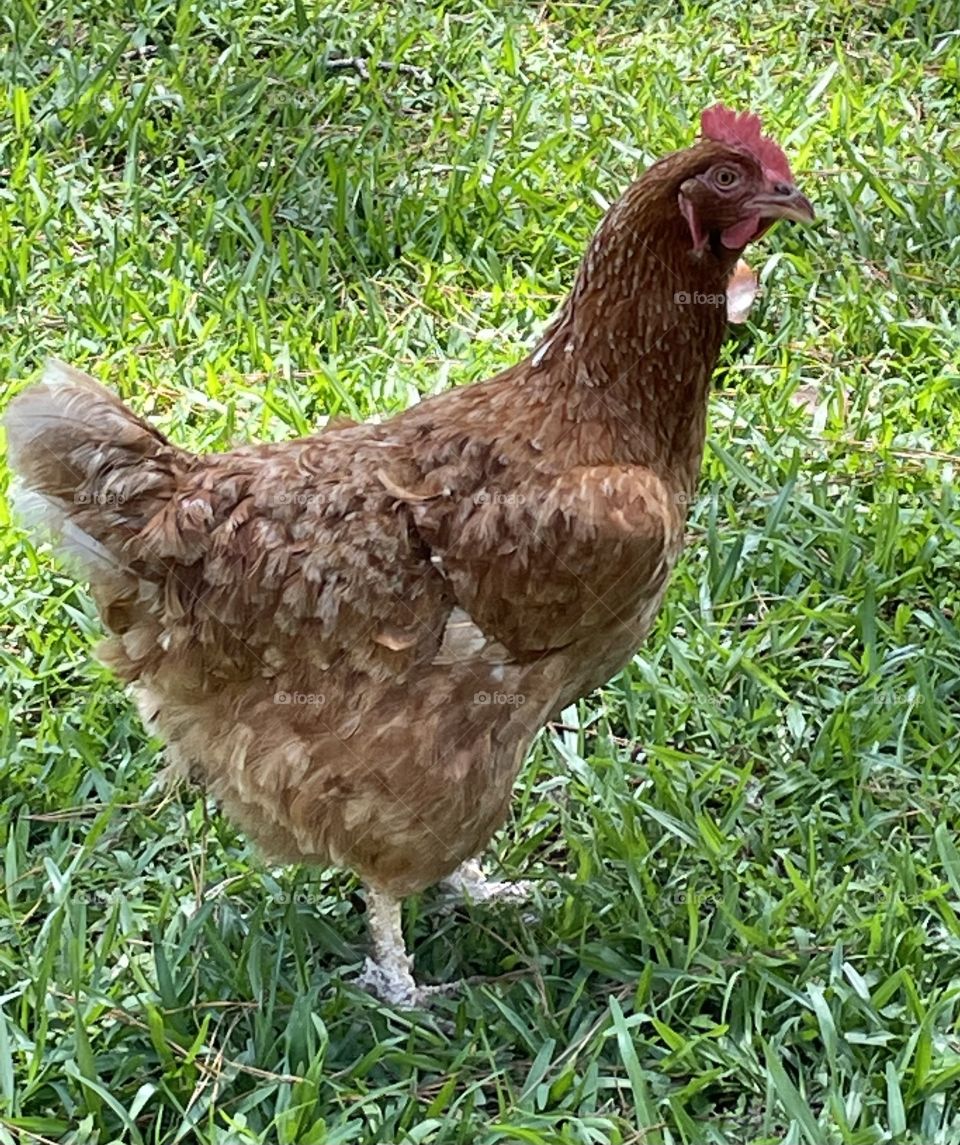 Chicken life with Erma 