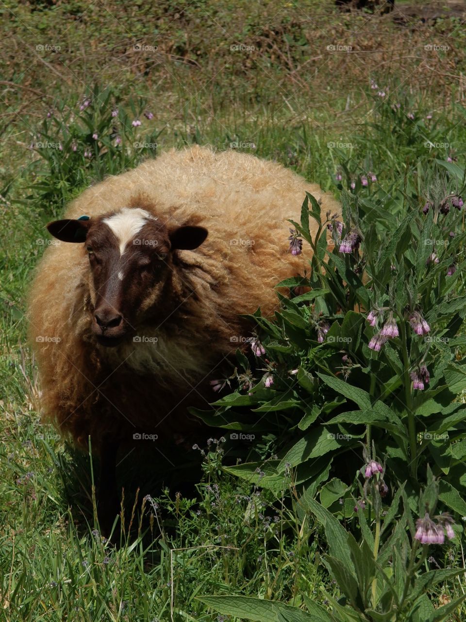 A sheep with full and colorful wool coat ready for spring shearing graze in a pasture on a farm in rural Lane County in Western Oregon.