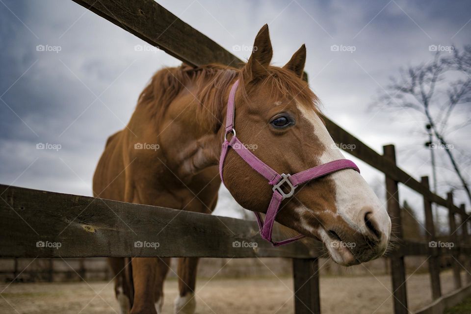Young horse in ranch   animal portrait
