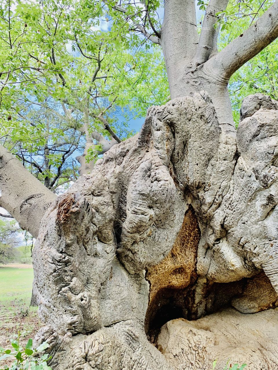 A dark cave in an old fallen baobab giant tree. This trees has fallen probably more than 70 years ago but is is still alive and happy. It’s cave became home to insects and small wild animals like rats.
