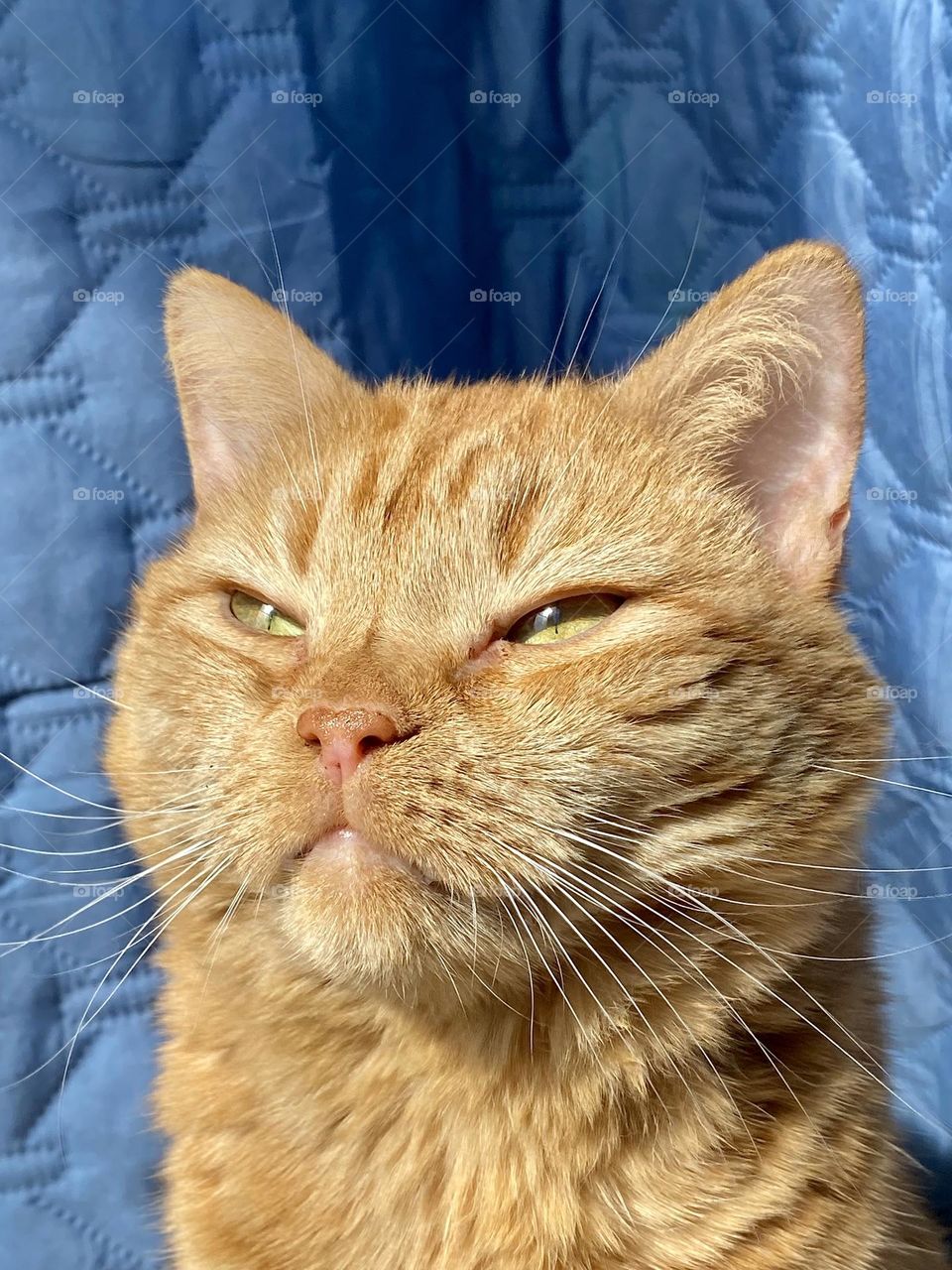 An orange cat enjoying the sun