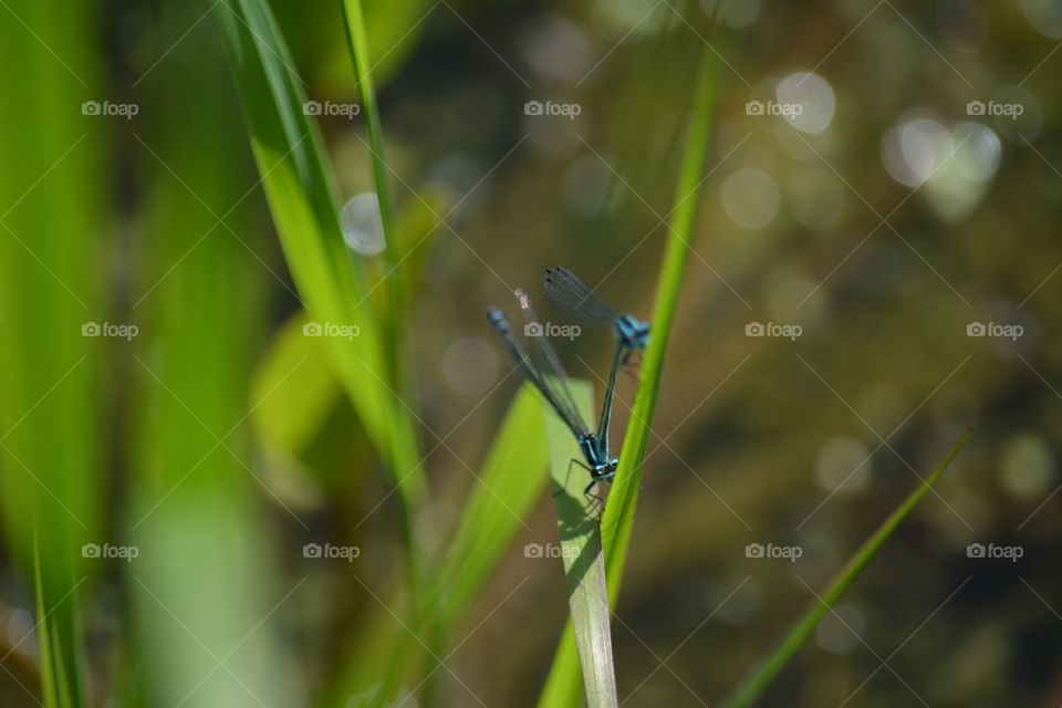 dragonfly