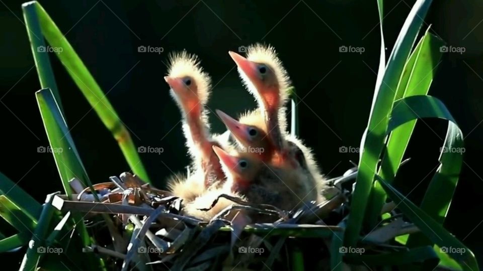 Babies Bird On The Nest