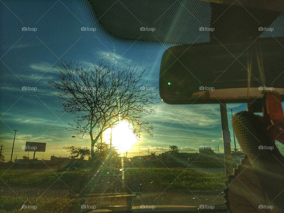 árvore sol carro céu
