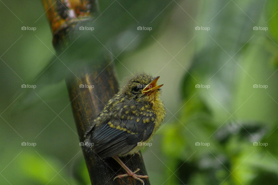 waiting for mom. Animal and wildlife photography