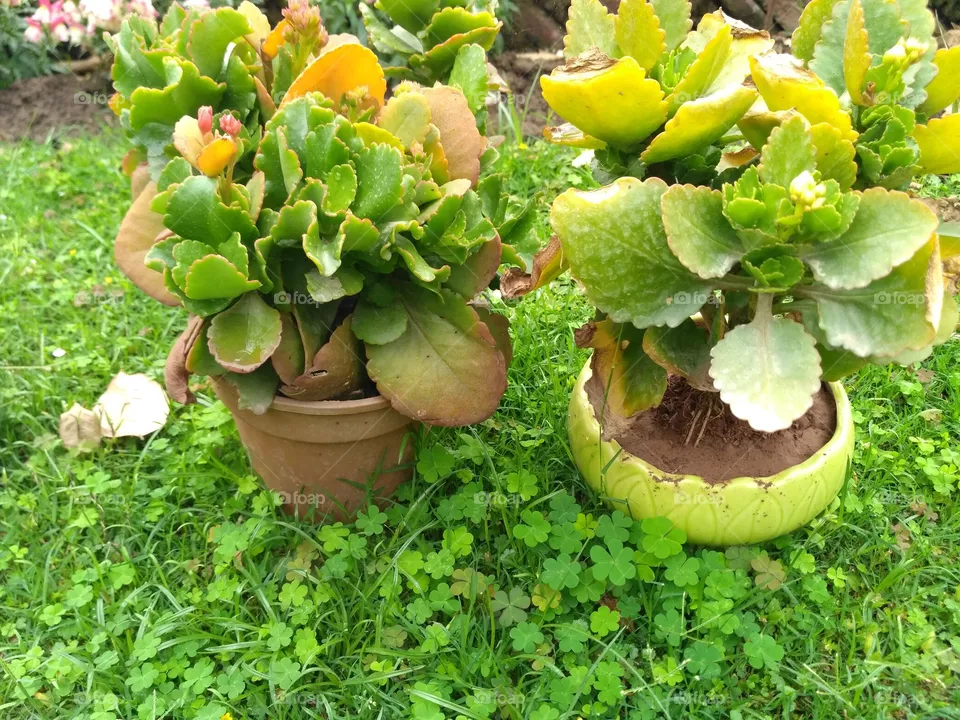 Pot's