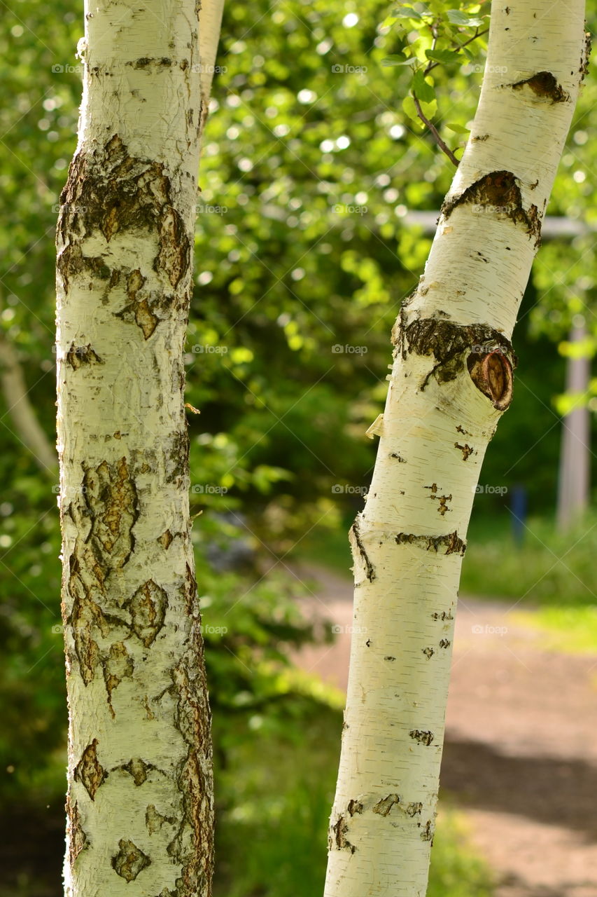 birch