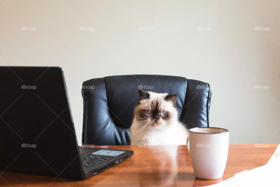 business cat inoffice