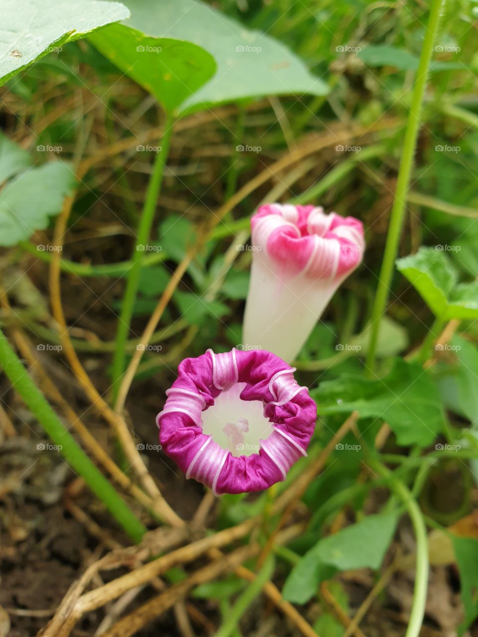 flower