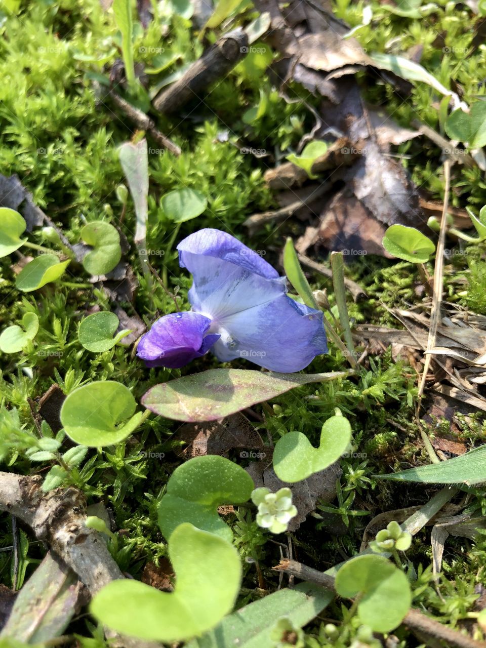 Single wisteria petal on green moss 