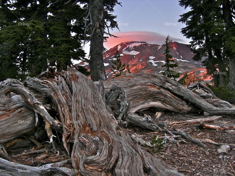 Cascade View. View of the South Sister peak with fallen tree in foreground