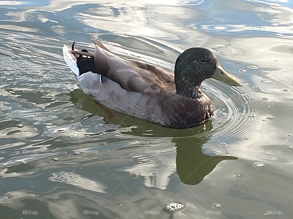 Duck chilling in the lake