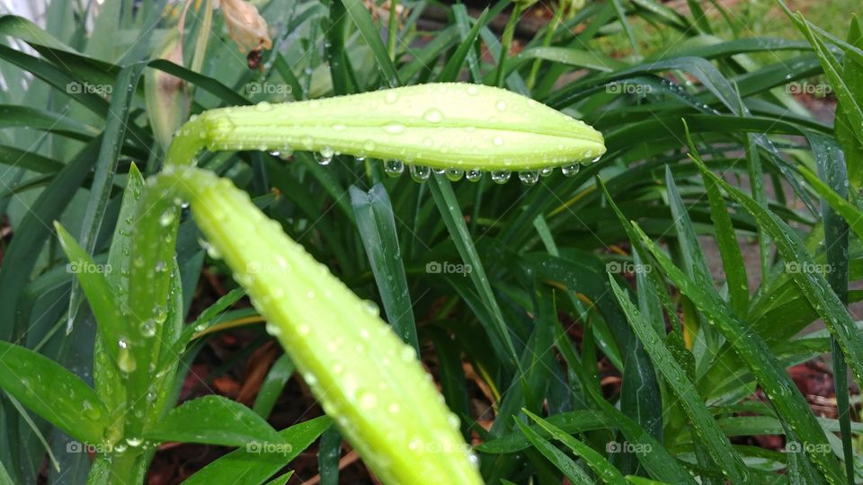 Awaiting the arrival of my angel trumpet lilies with the beauty of the morning rain dripping from their buds.
