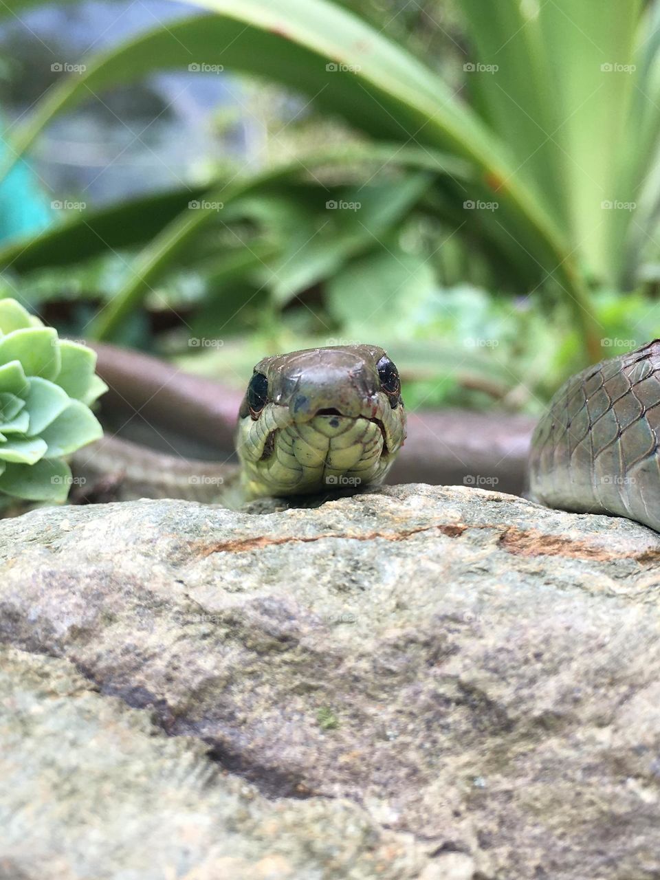 Snake, serpiente. Nature
