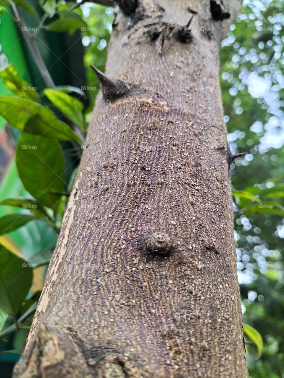 thorny lime tree trunk