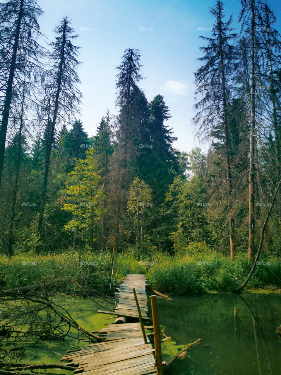 Collapsing Bridge over a pond in a green wood in Russia