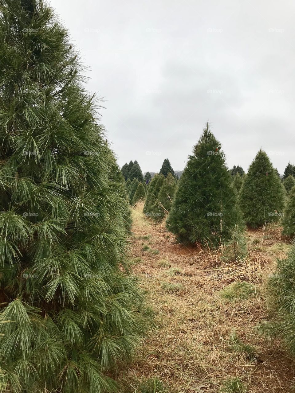 Christmas tree farm in Minnesota USA