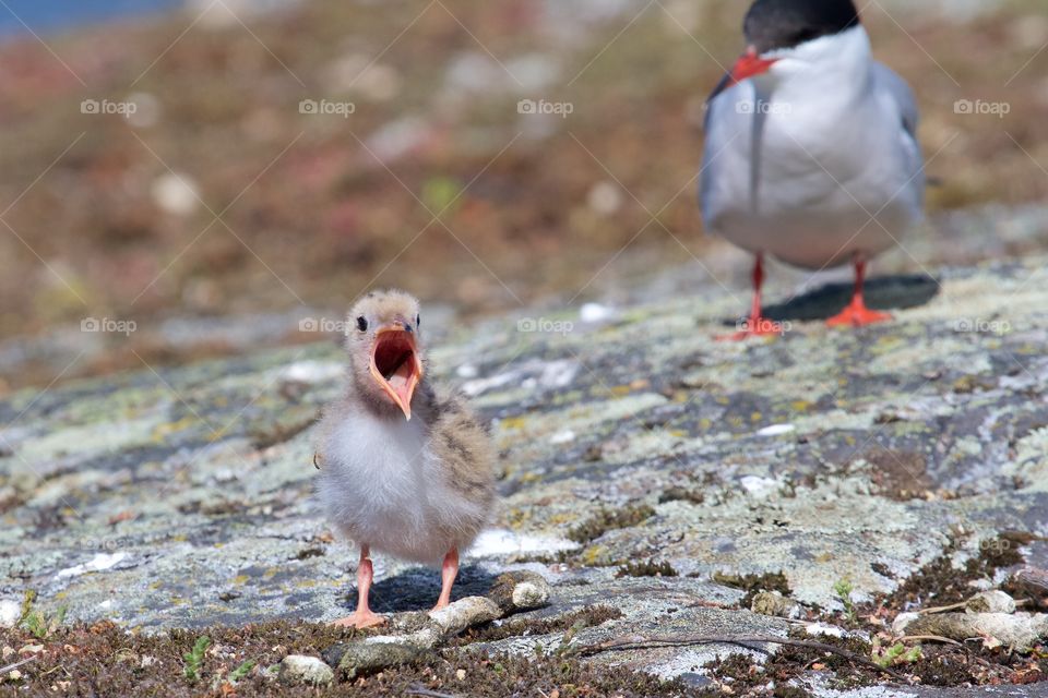 Seagulls family . Seagulls family 