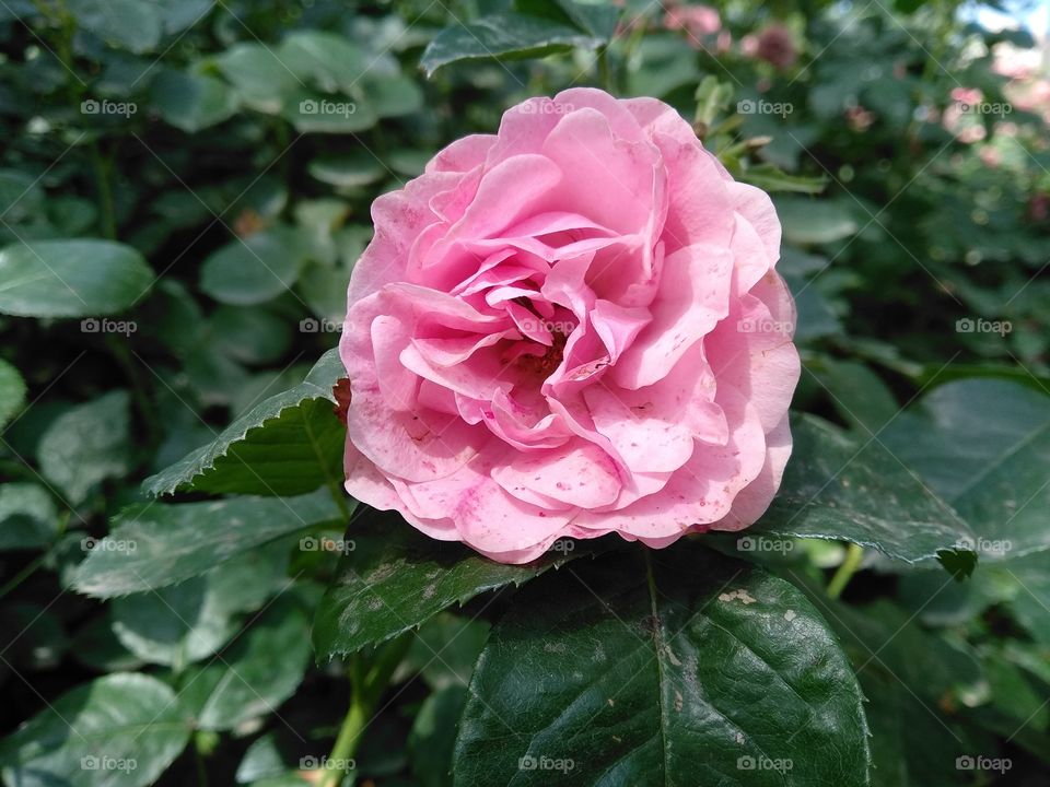 Pink head rose