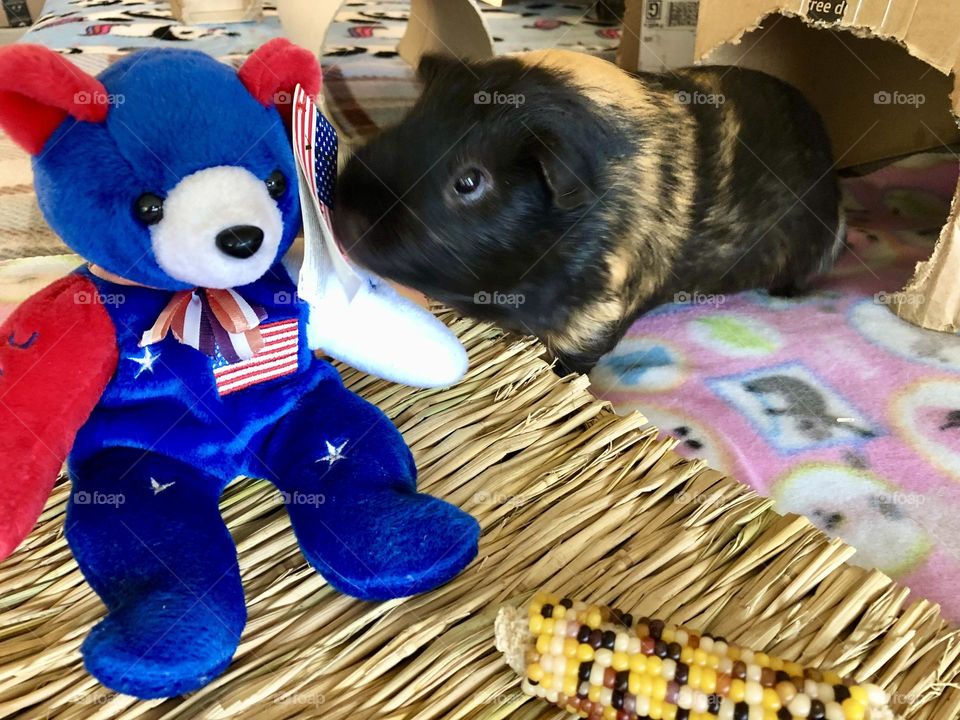 Beautiful little boy Rocky / my Guinea pig #3 