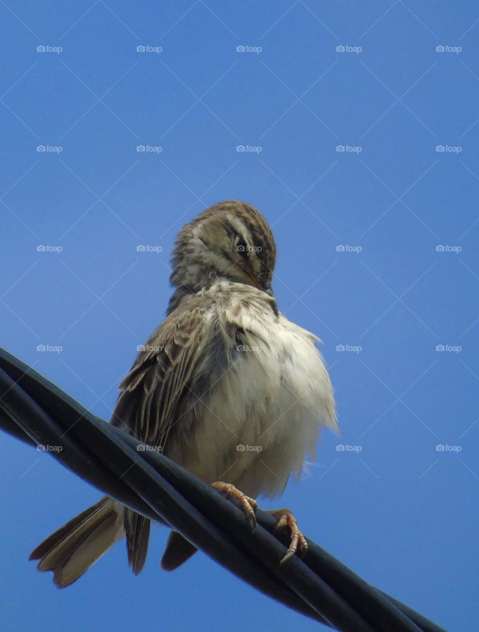 Australasian Pipit. Spending a day to perch for the cable. Solitary, couple, interest seen at the field. Insectivora kindly bird.