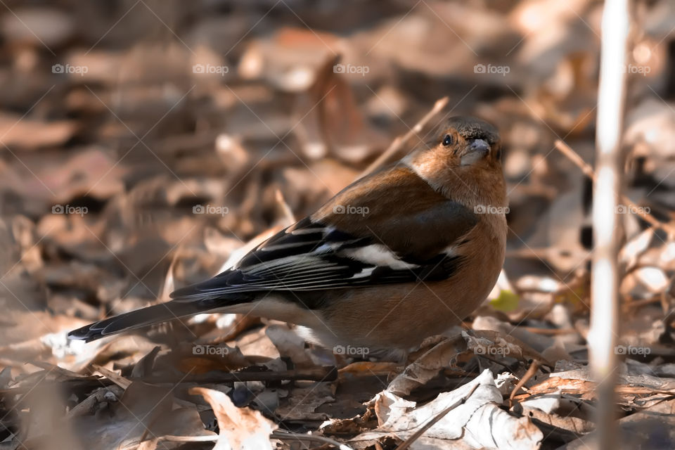 Common chaffinch (Fringilla coelebs) perched on the ground