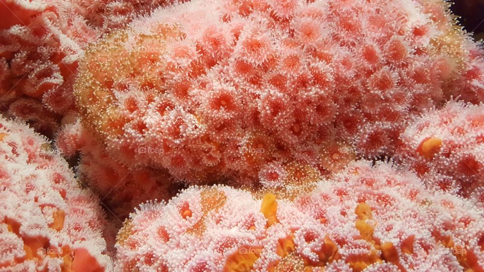 Strawberry coral. day trip to the aquarium.  colours and textures