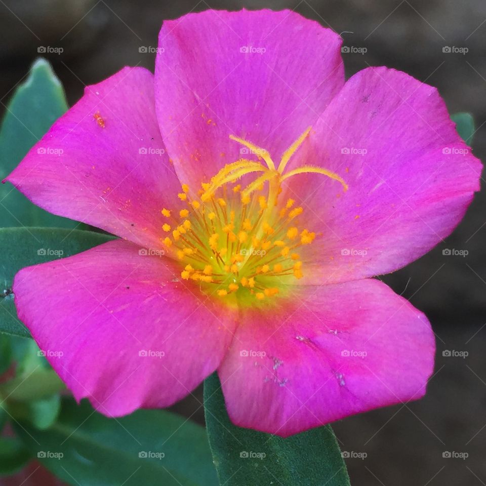 Portulaca 