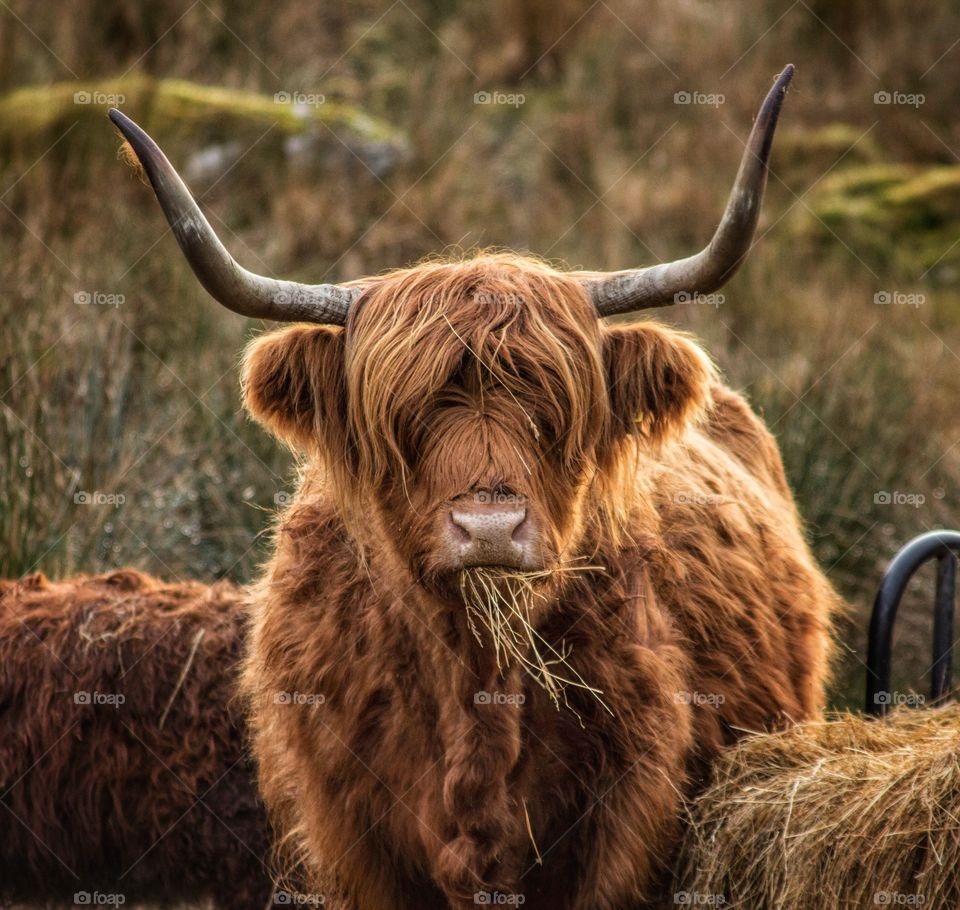 A Highland cow munching on some hay. 