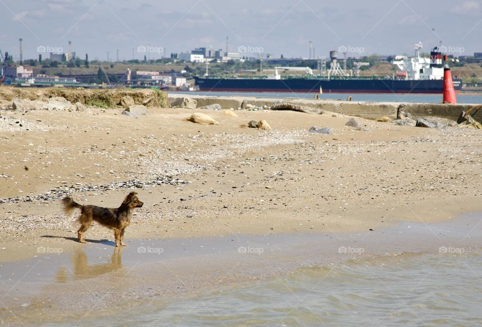 Пес на берегу моря ждёт своего хозяина.