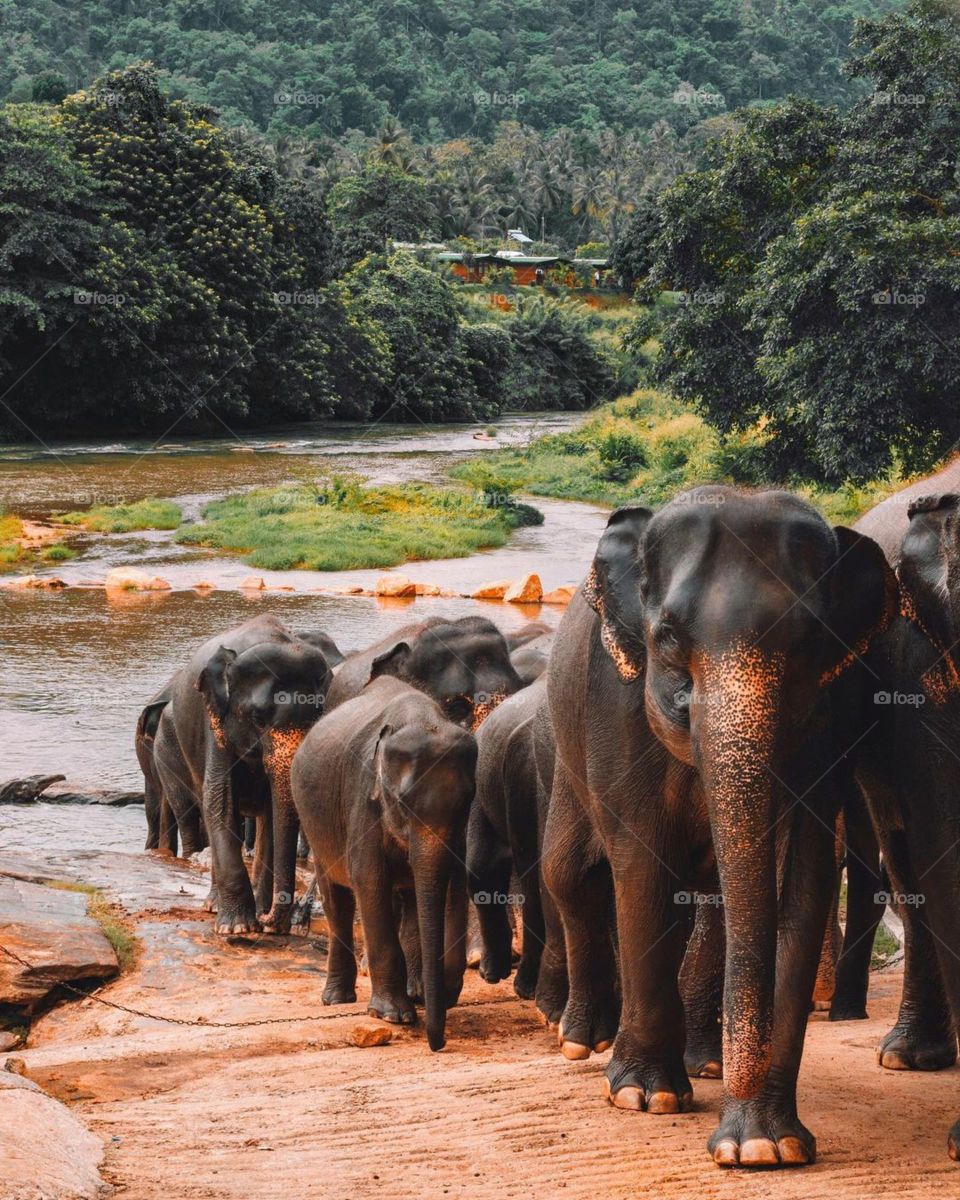 Largest Gentle Giant Land Animals in Sri Lanka