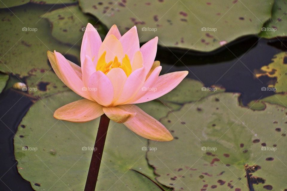 Pink Waterlily . Pink Waterlily