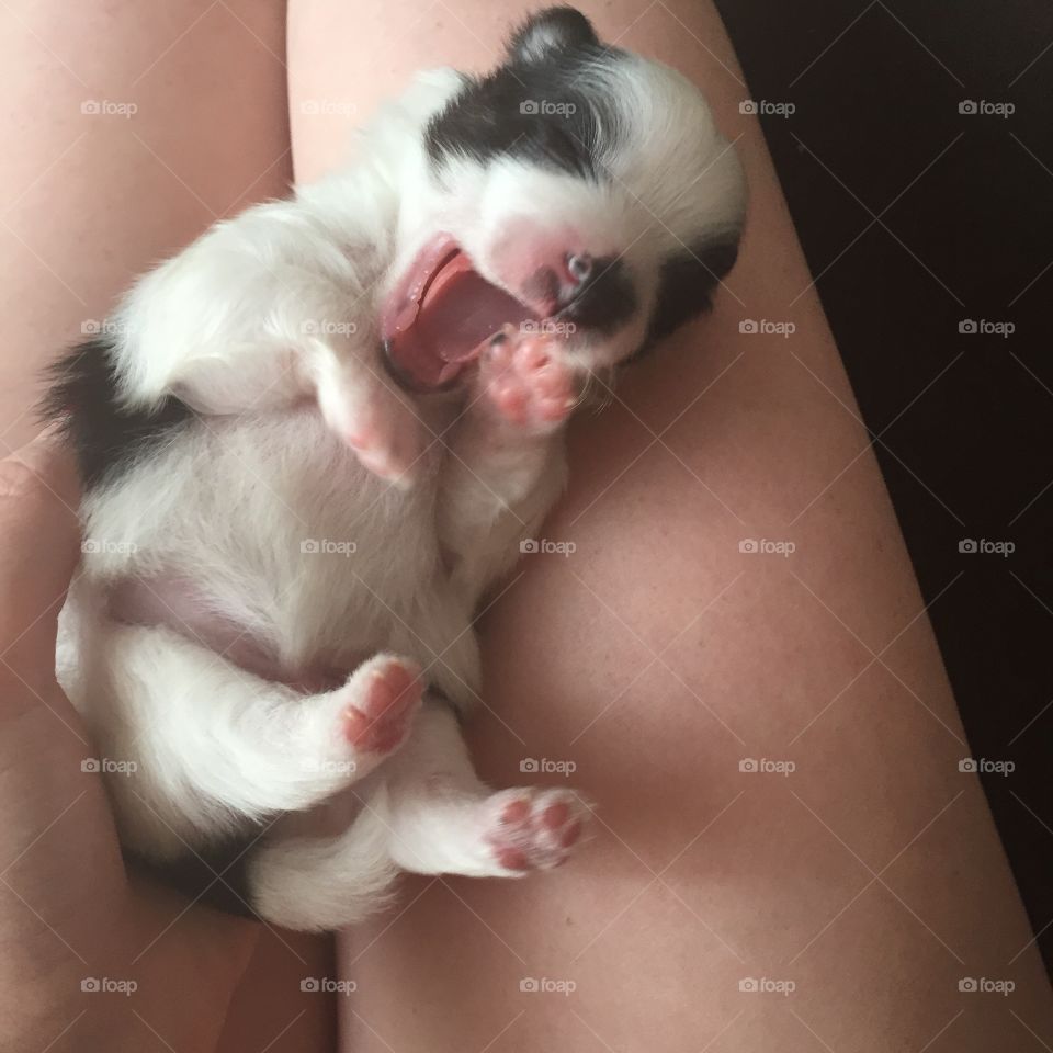 Puppy Pomeranian. Newborn Pomeranian puppy yawning