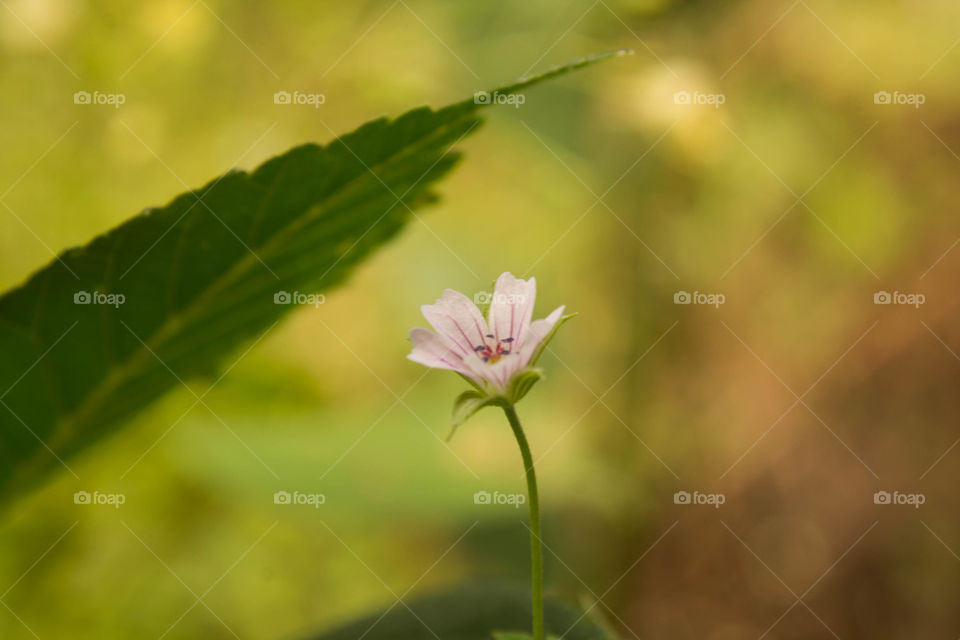 Nature, Leaf, Summer, Flora, Flower