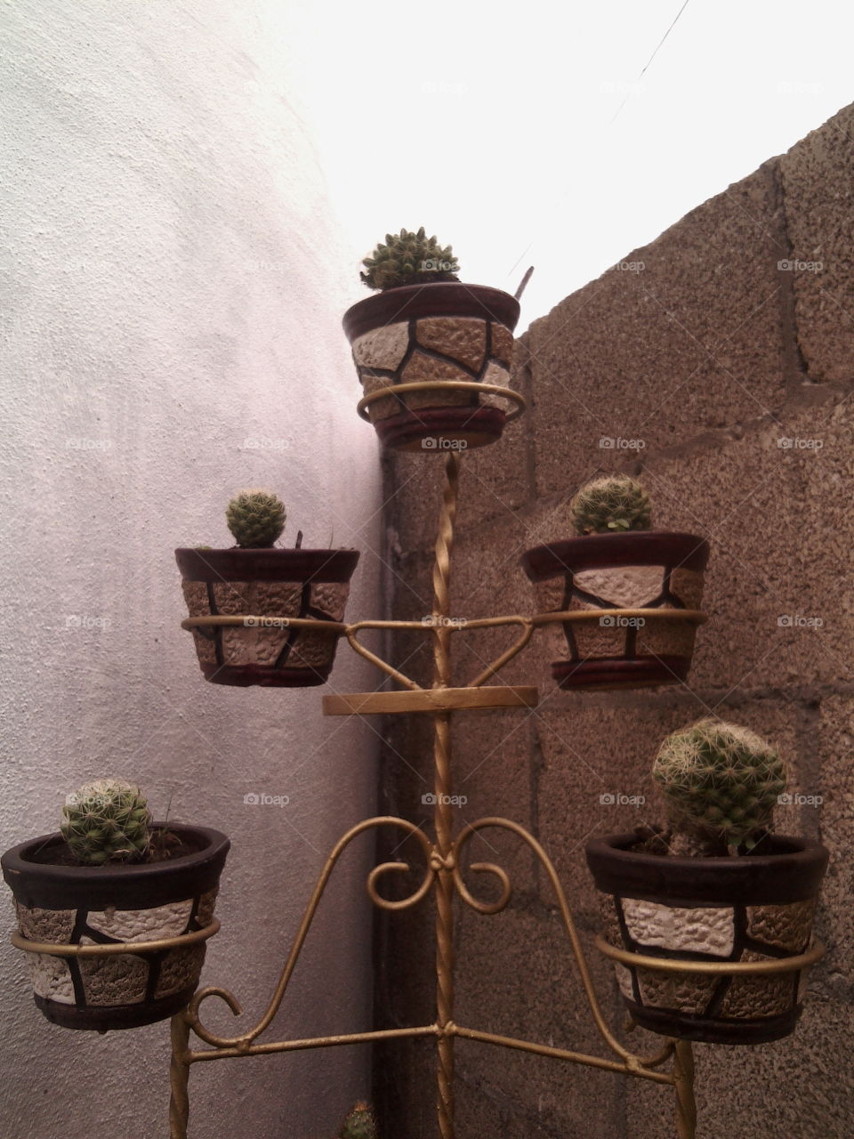 Potted succulent plants