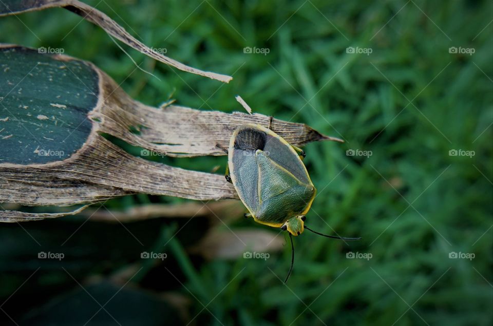 Insect balancing on leaf