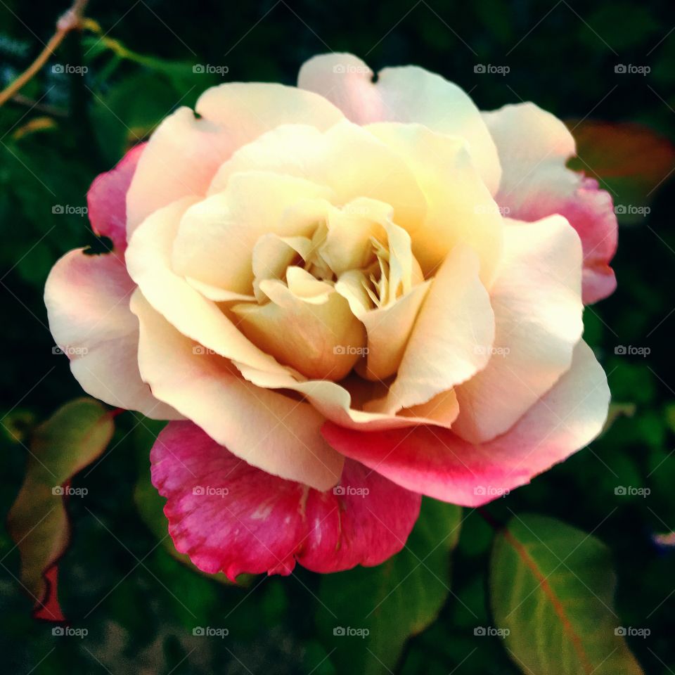 🇺🇸 A delicate rose shows us the beauty in the simplicity of nature.  And those borders so well delineated? / 🇧🇷 Uma delicada rosa nos mostra a beleza na simplicidade da natureza. E essas bordas tão bem delineadas?