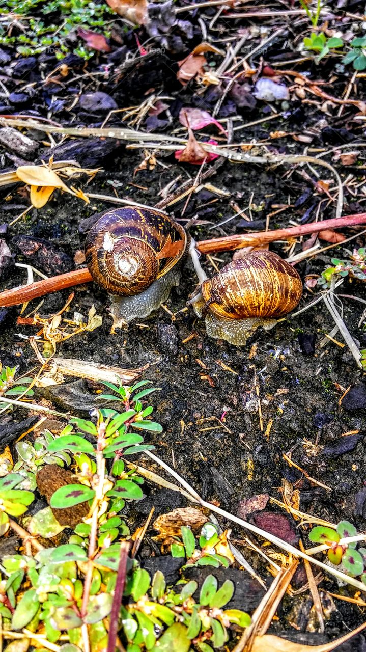 two snails attached together by a cord