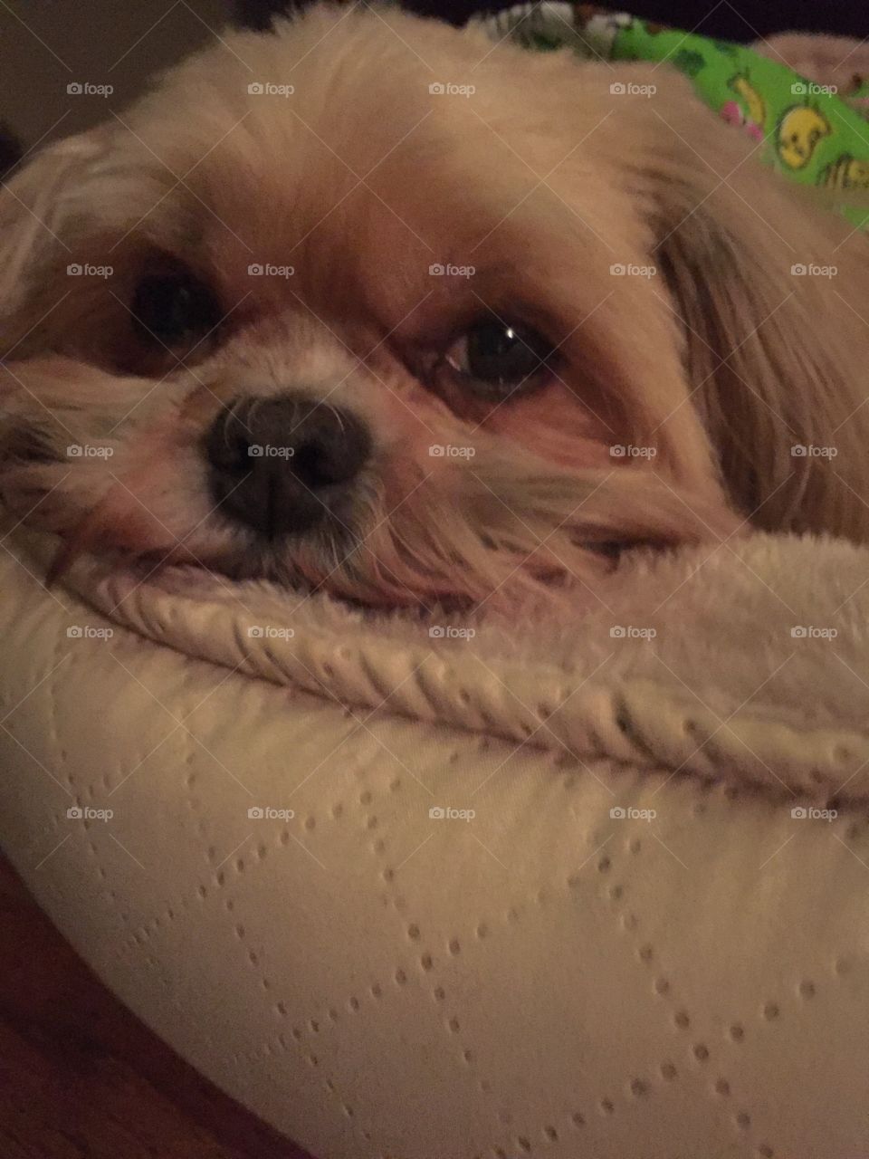 Sleepy Shihtzu