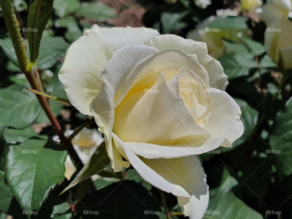 tender white rose in the garden closeup