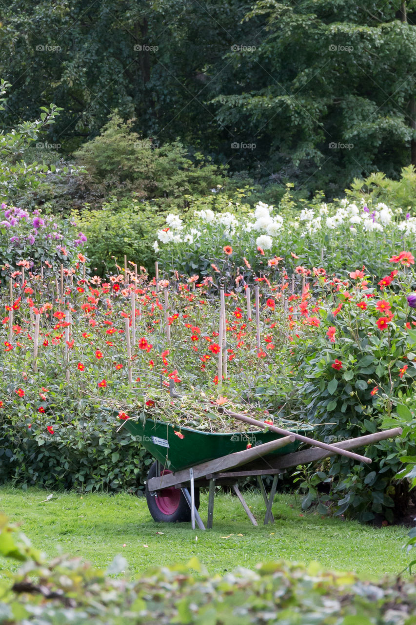 Gardening in the countryside, beautiful flowers in many colors and a wheelbarrow 