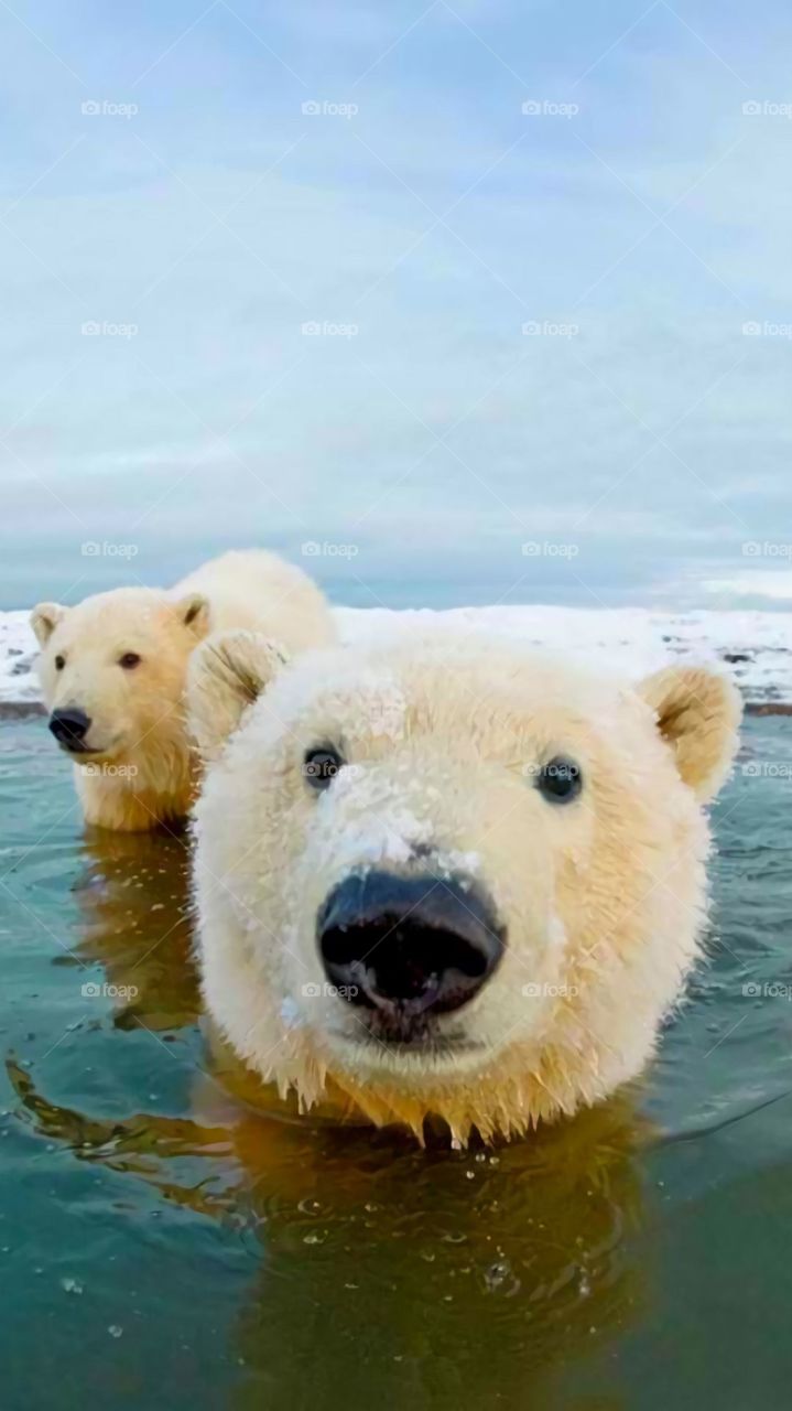 beautiful polar bears in the water with snow. Simplemente Maravillosos y muy Tiernos.